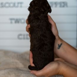 Labrador Retriever and Portuguese Water Dog Puppies from Hilltop Portuguese Water Dogs