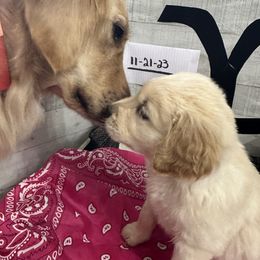 Golden Retriever Puppies from Ginn’s Golden Retrievers