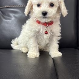 Cletus (red collar) - White male Maltipoo puppy in Lancaster, Kentucky from Dream Paws Puppies, LLC