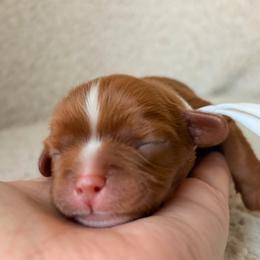 Graham - Ruby male Cavalier King Charles Spaniel puppy in Katy, Texas from True Heart Cavaliers LLC