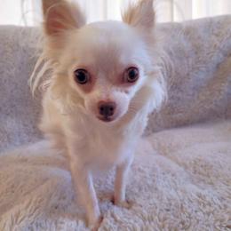 Ruthy - Cream and white female Chihuahua puppy in Space Coast, Florida from ChibiChi