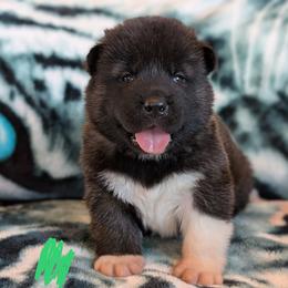 AKC Boy 'Raiden' - Brown, black overlay male Akita puppy in Tombstone, Arizona from WeVolution Off-Grid