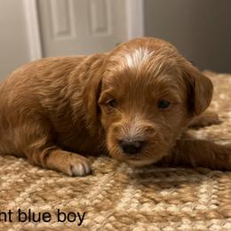 Light blue collar boy - Red  male Goldendoodle puppy in Vian, Oklahoma from Dog Days Doodles