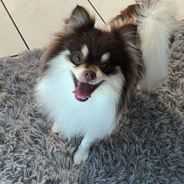 Venus - Pomeranian