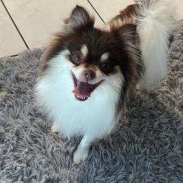 Venus - Pomeranian