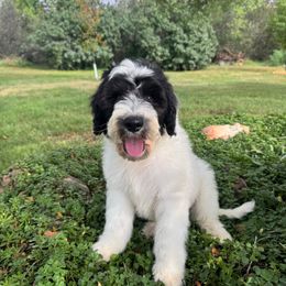 Nels - Black and white male Sheepadoodle puppy in Watford City, North Dakota from Smith Acres Doodles