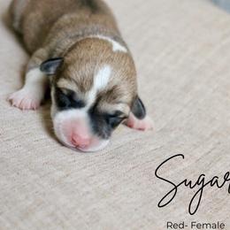 Sugar - Red female Pembroke Welsh Corgi puppy in Stockton, Utah from BW Corgis
