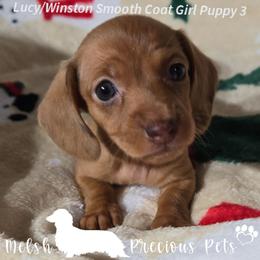 Puppy 3 ( Girl 1 ) - Dapple female Dachshund puppy in Anamosa, Iowa from Melsh Precious Pets