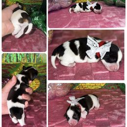 Dorothy 'Dottie' - Parti female Miniature Schnauzer puppy in Edinburg, Texas from Forever Schnauzers