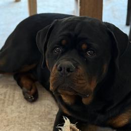Rottweilers from Concrete Kennels