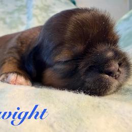 Dwight - Red male Shih Tzu puppy in Hemet, California from Aloha Shih Tzu