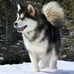 Amelia - Alaskan Malamute