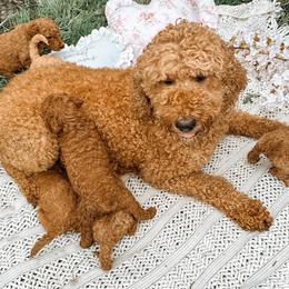 Kira - Goldendoodle