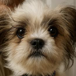 Roxy - Shih Tzu