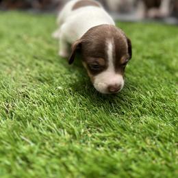 Tbd - Chocolate and white male Teddy Roosevelt Terrier puppy in Troy, Ohio from Wiggle Wags Miniature American Shepherds