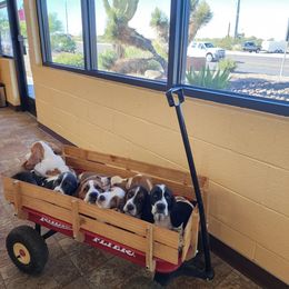 Basset Hound Puppies from Howlin Hounds