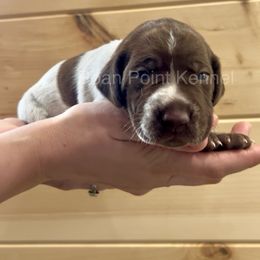 Thump-Blue Boy - Liver roan German Shorthaired Pointer puppy in Payneville, Kentucky from Roan Point Kennel