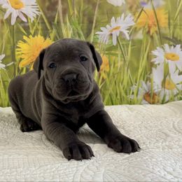 Holly - Gray female Cane Corso puppy in Loogootee, Indiana from Walnut Creek Cane Corso