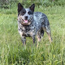 Bristol - Australian Cattle Dog