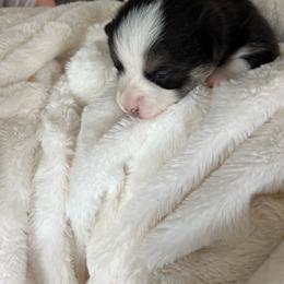 Kit-Kat - Black and tan male Pembroke Welsh Corgi puppy in Dawson, Iowa from Carousel Corgis