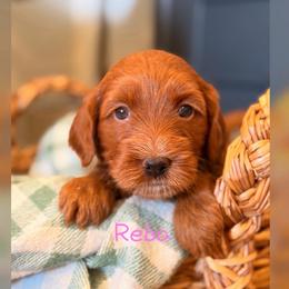 Reba - Red  female Goldendoodle puppy in Glendale, Arizona from Follow Your Bliss Doodles