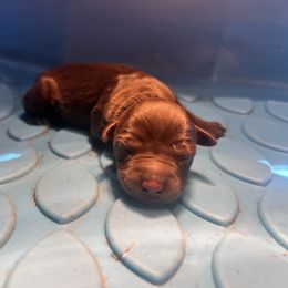 Alex - Liver male Miniature Schnauzer puppy in Chattanooga, Tennessee from Oodles of Cuties!