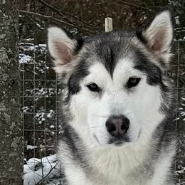 Niké - Alaskan Malamute