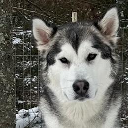 Niké - Alaskan Malamute