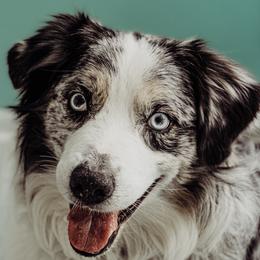 Australian Shepherds from My Home Australian Shepherds