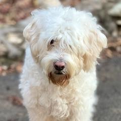 Lizzie - Barbado da Terceira