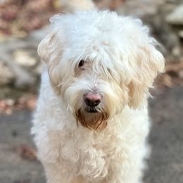 Lizzie - Barbado da Terceira