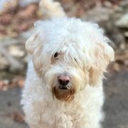 Lizzie - Barbado da Terceira
