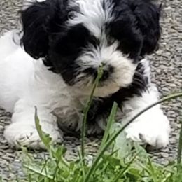 Havanese Puppies from SunWyst Havanese