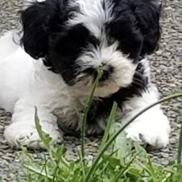 Havanese Puppies from SunWyst Havanese