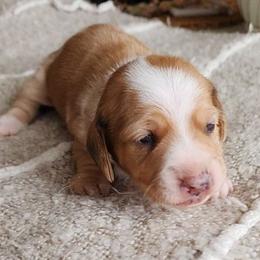 Winnie - Dapple female Dachshund puppy in East Bend, North Carolina from Yadkin Valley Dachshunds