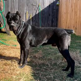 Lycan  - Cane Corso