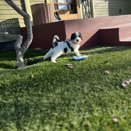 Bernedoodle Puppies from SoCal Bernedoodles