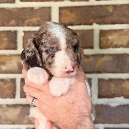 Sage - Parti male Goldendoodle puppy in Macclenny, Florida from Baker County Goldendoodles
