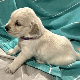 Golden Retriever Puppies from Oakland County Goldens
