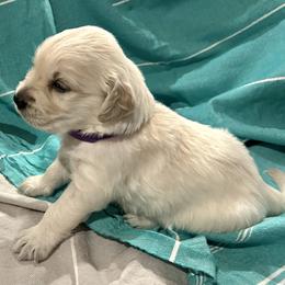 Golden Retriever Puppies from Oakland County Goldens