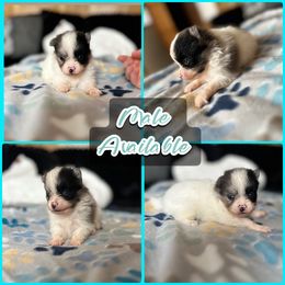 Blue Merle Parti Male - Blue merle male Pomeranian puppy in Harrah, Oklahoma from Sunshines Pomeranians & Cavapoos