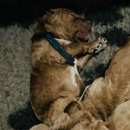 Royal blue collar - Cream male Labradoodle puppy in Mechanicville, New York from Deuce's Doodles