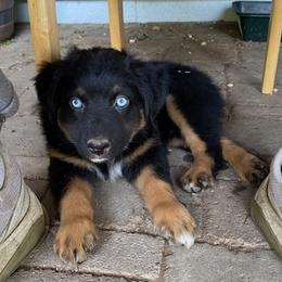 Owl F 4 - Black tri-color Australian Shepherd puppy in Deer Park, Washington from Weber Mt Aussies