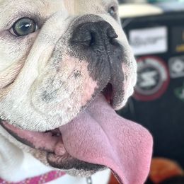 Beagles and Bulldogs from Bluebonnet Kennels