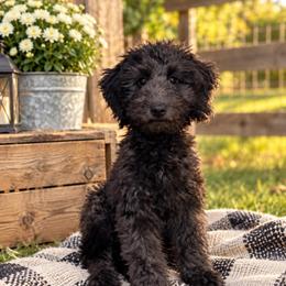 Joy - Black female Goldendoodle puppy in Portland, Tennessee from Happy_Tails_by_TJ