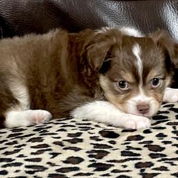 Miniature Australian Shepherd and Toy Australian Shepherd Puppies from Triple J Aussies