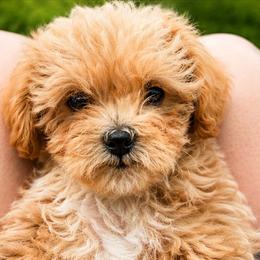Bichon Frise and Poodle Puppies from Daisy Pups