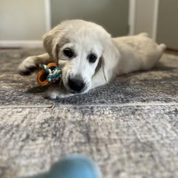 Golden Retriever Puppies from K & M Golden Retrievers