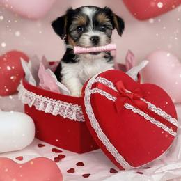 Biewer Terrier and Yorkshire Terrier Puppies from Judy McCallum