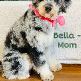 Bella - Bernedoodle